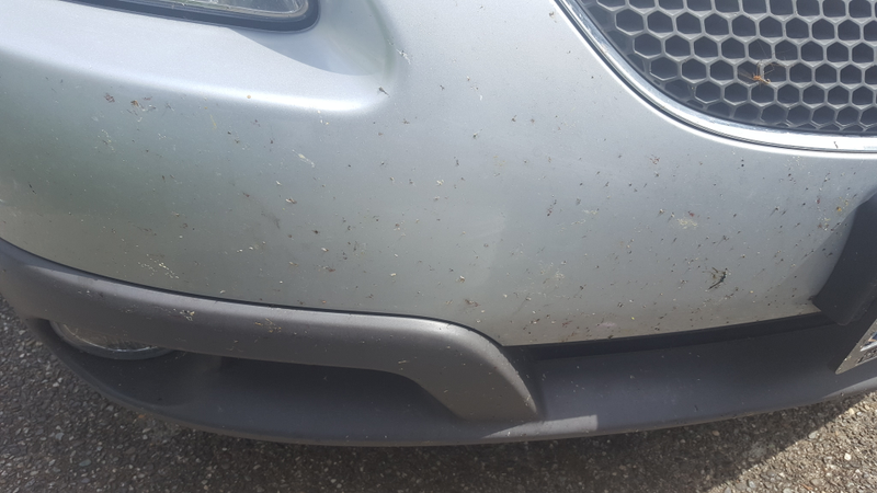 Illustration for article titled I cleaned the rebadged Corolla hatchback this morning